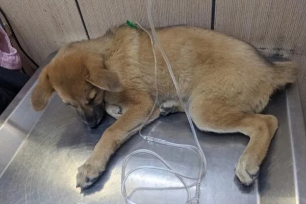 狗狗细小的症状,发病初期有精神沉郁、呕吐腹泻等表现