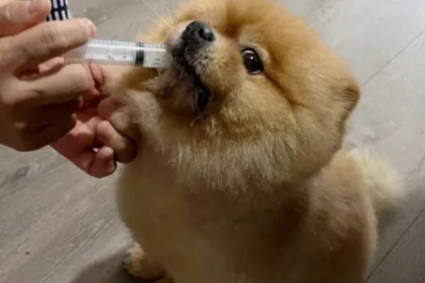狗狗细小的症状,发病初期有精神沉郁、呕吐腹泻等表现