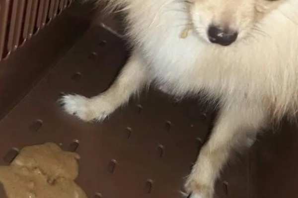狗狗细小的症状,发病初期有精神沉郁、呕吐腹泻等表现