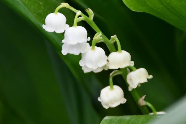 对猫咪有剧毒的植物，有百合、杜鹃等