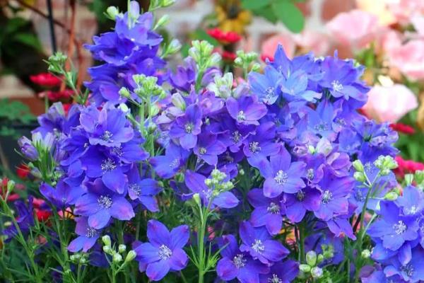 对猫咪有剧毒的植物，有百合、杜鹃等