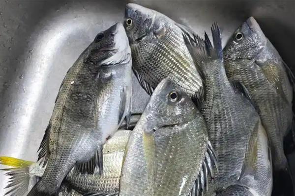 千又钩适合钓哪些鱼,黑鲷、黑鱼、鲶鱼等品种均可垂钓