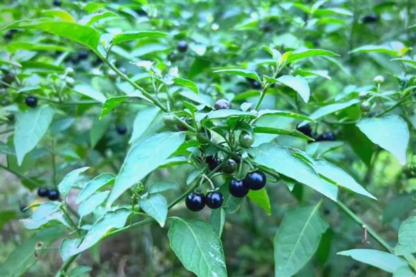 龙葵的外形特点,其株型比较矮小