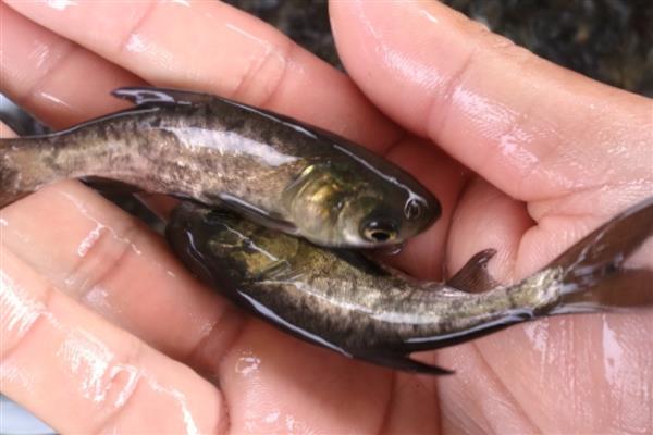 6厘米的花鲢苗一年能长到多重,通常可以达到1-1.8公斤左右