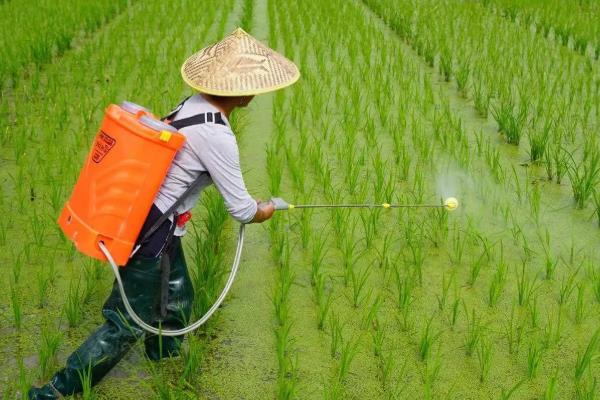水稻要打几次药，一般需要打3次