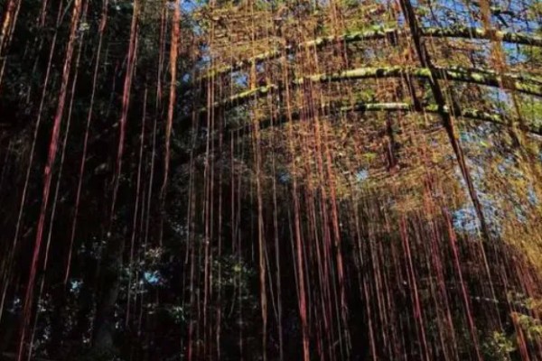 锦屏藤如何种植,每棵种植密度在5-10米左右