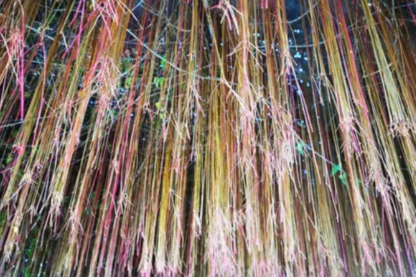 锦屏藤如何种植,每棵种植密度在5-10米左右