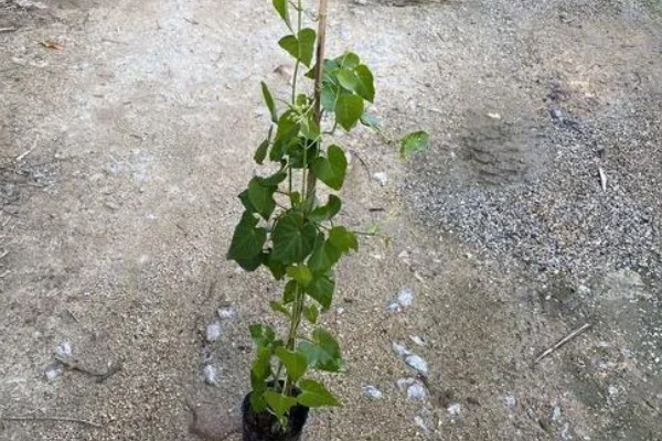 锦屏藤如何种植,每棵种植密度在5-10米左右