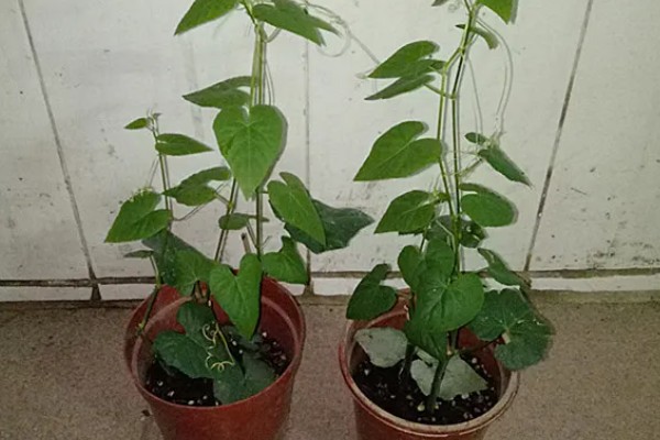 锦屏藤如何种植,每棵种植密度在5-10米左右