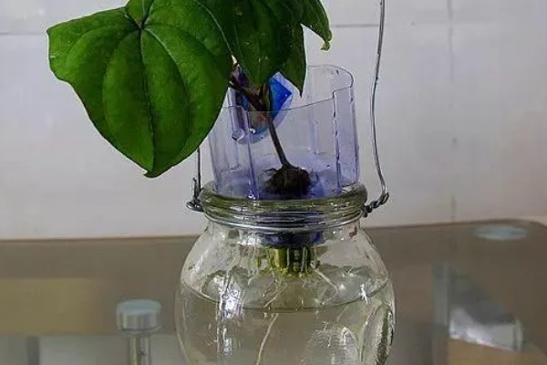 锦屏藤如何种植,每棵种植密度在5-10米左右
