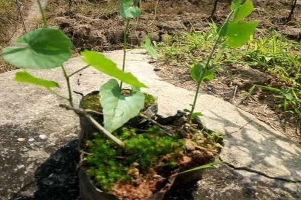 锦屏藤如何种植,每棵种植密度在5-10米左右