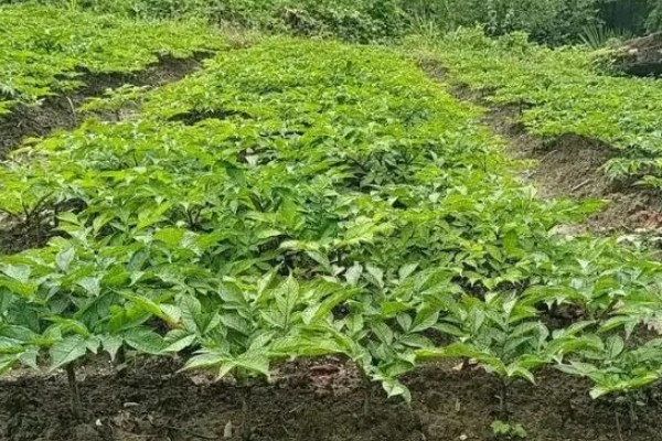 魔芋一般在哪个季节种植,南方一年四季均可种植