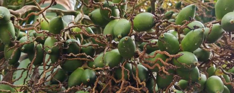 槟榔种植多久后能施肥，大约1个月左右才可以施肥