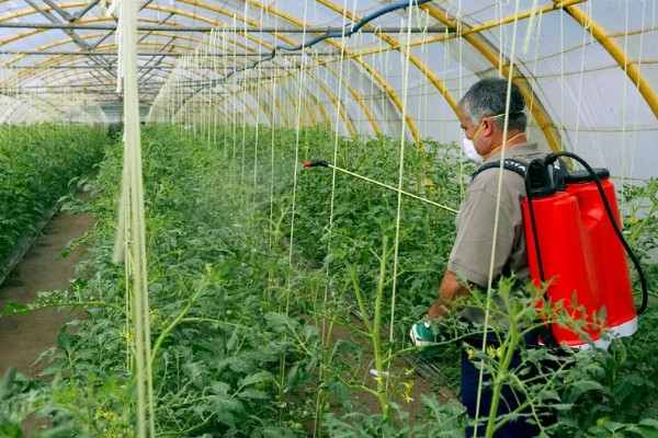 怎样科学选农膜,根据菜种选择合适的农膜