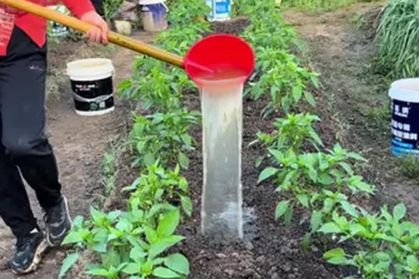 测土配方的施肥技术,土壤测试是重要依据