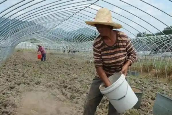 测土配方的施肥技术,土壤测试是重要依据
