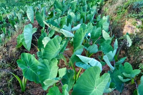 香芋丰产的栽培技术,发棵期追肥1-2次