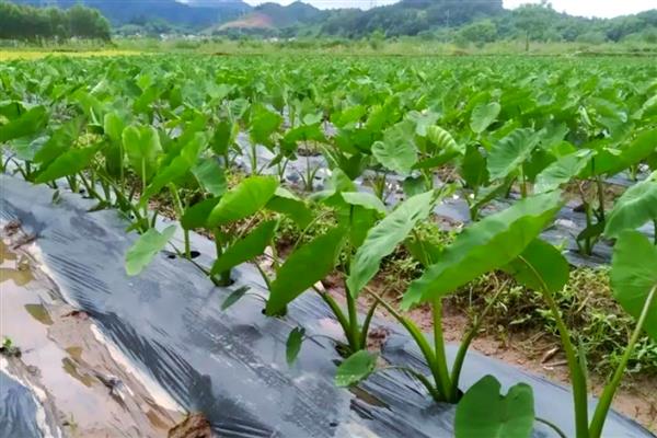 香芋丰产的栽培技术,发棵期追肥1-2次