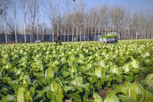 一月份可以种植哪些蔬菜,有萝卜、白菜、西洋菜等