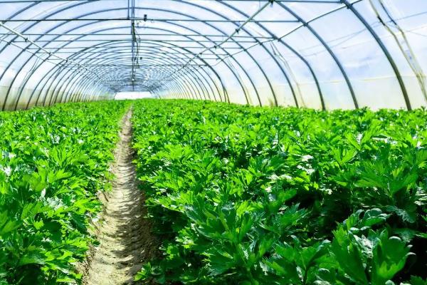 一月份可以种植哪些蔬菜,有萝卜、白菜、西洋菜等