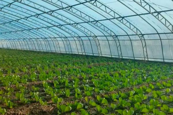 一月份可以种植哪些蔬菜,有萝卜、白菜、西洋菜等