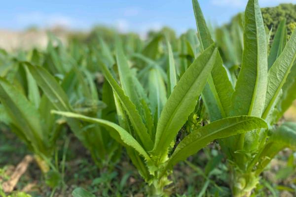 一月份可以种植哪些蔬菜,有萝卜、白菜、西洋菜等