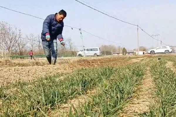 小麦出苗不齐的原因及对策,可能是整地质量差所致