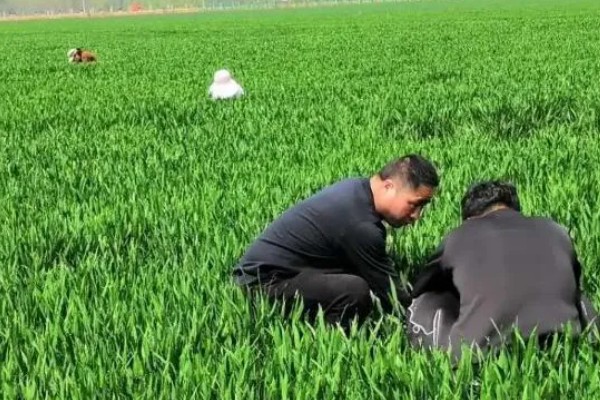 小麦出苗不齐的原因及对策,可能是整地质量差所致