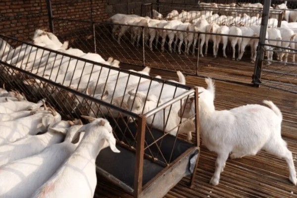 养殖场需要办理的证件,必须办理动物防疫条件合格证