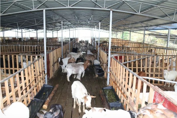养殖场需要办理的证件,必须办理动物防疫条件合格证