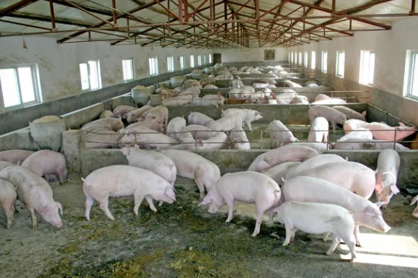 养殖场需要办理的证件,必须办理动物防疫条件合格证