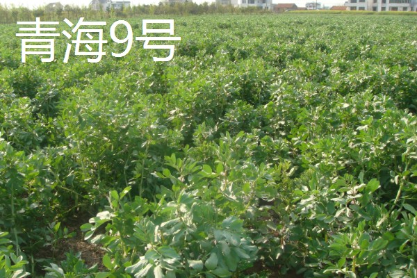 蚕豆种子的特征,形状为长椭圆形