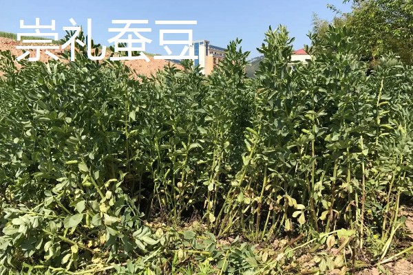 蚕豆种子的特征,形状为长椭圆形
