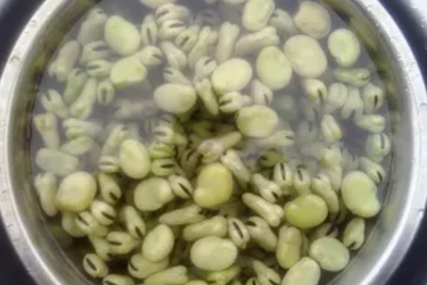 蚕豆种子的特征,形状为长椭圆形