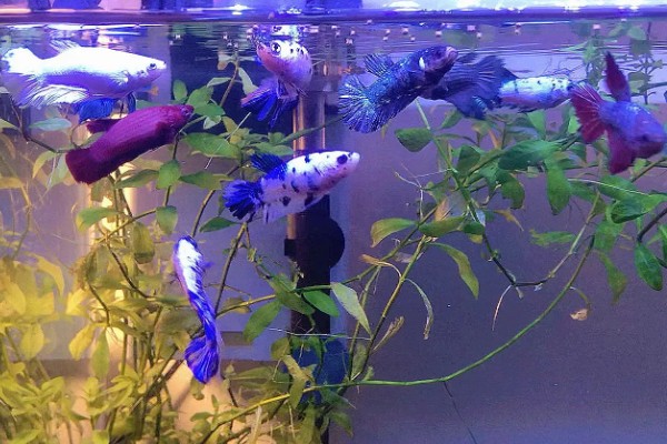 斗鱼会打架吗,非常容易打架