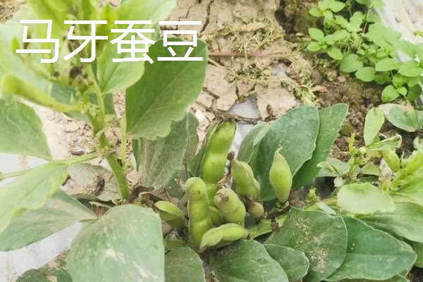 蚕豆种子的特征,形状为长椭圆形