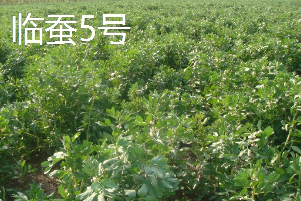 蚕豆种子的特征,形状为长椭圆形