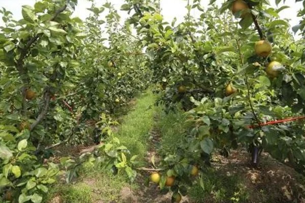 种植梨树的效益,减去成本每亩地可获益7000元左右