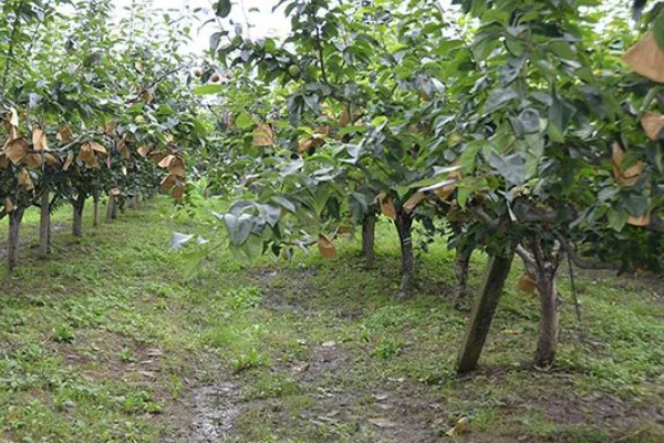 种植梨树的效益,减去成本每亩地可获益7000元左右