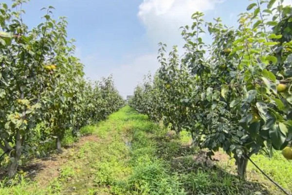 种植梨树的效益,减去成本每亩地可获益7000元左右