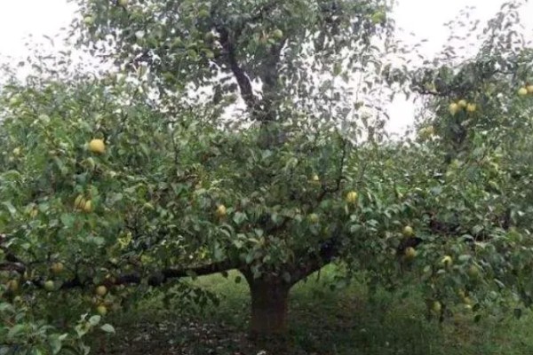 种植梨树的效益,减去成本每亩地可获益7000元左右