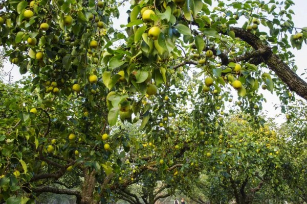 种植梨树的效益,减去成本每亩地可获益7000元左右