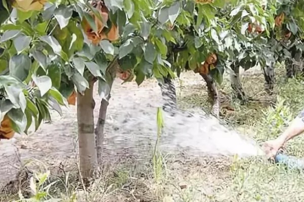 种植梨树的效益,减去成本每亩地可获益7000元左右