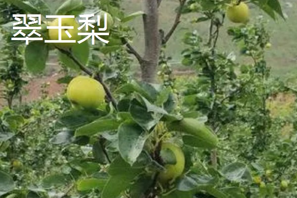 种植梨树的效益,减去成本每亩地可获益7000元左右