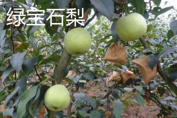 种植梨树的效益,减去成本每亩地可获益7000元左右