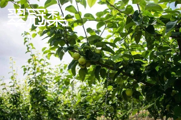 种植梨树的效益,减去成本每亩地可获益7000元左右