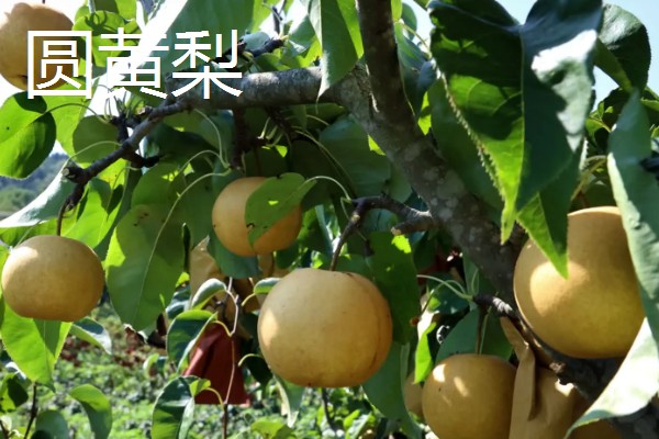 种植梨树的效益,减去成本每亩地可获益7000元左右