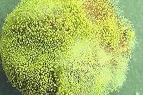 发酵大豆肥料的作用,可以有效改善土质