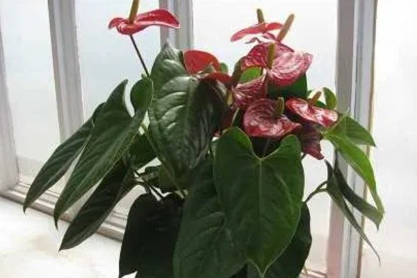 冬季怎么养红掌，施肥往往结合浇水一起进行