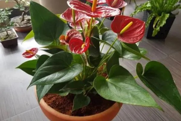 冬季怎么养红掌，施肥往往结合浇水一起进行